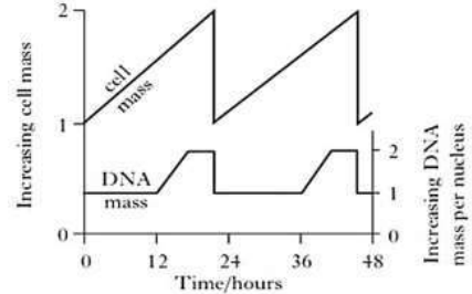 Graph showing changes in quantities of nuclear DNA and cell mass during repeated cell cycle